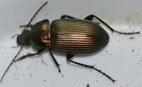 Réf. 249 379 : Poecilus cupreus